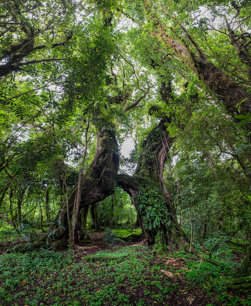 Bale Mountains - Harenna woud Het derde ecosysteem dat tot Bale Mountains nationaal park wordt gerekend is het Harenna woud (Harenna forest). Een vochtig, subtropisch en extreem dicht begroeid bos, met hier en daar open grasvlaktes. Dit woud in het zuiden van het nationale park staat vol met bamboebomen, bomen bedekt met mossen en epifyten en talloze andere soorten bomen en struiken zoals bromelia’s en orchideeën die alleen in Ethiopië voorkomen. Dit woud ligt op een hoogte van 2300m en dus moet je meer dan 1000 meter afdalen vanaf het Sanetti Plateau om er te geraken. Stefan Cruysberghs